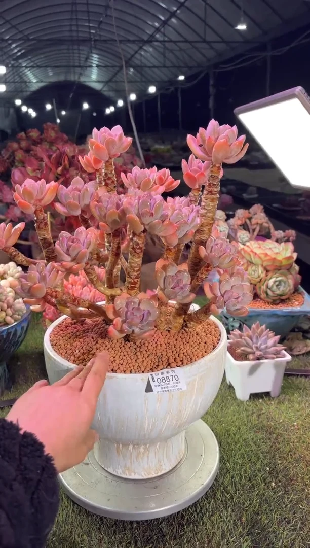 【闪购商品】08870