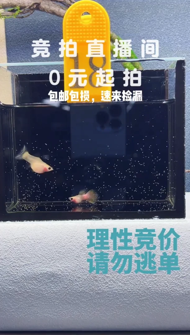 孔雀鱼幻彩短球公鱼带黑纱编号18