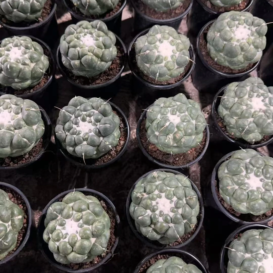 满十八包邮【无刺象牙仙人球】