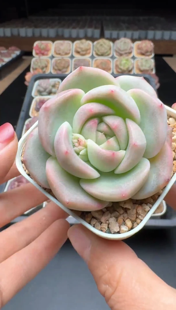 【闪购商品】940号一物一拍珍妮多肉花卉植物3颗起发