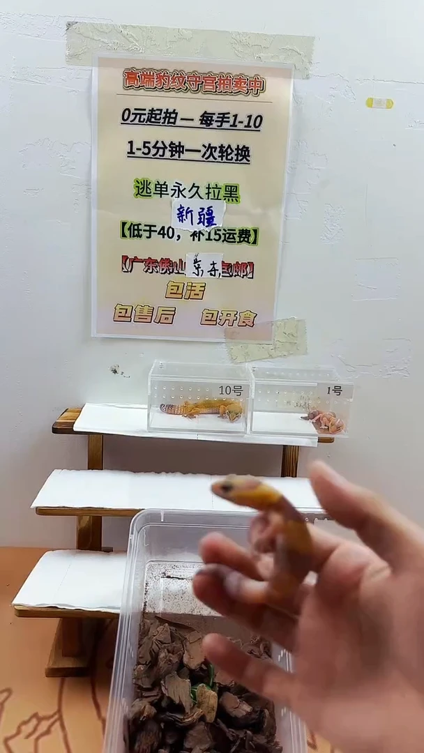 豹纹守宫豹纹守宫幼苗亚成体成体肥尾