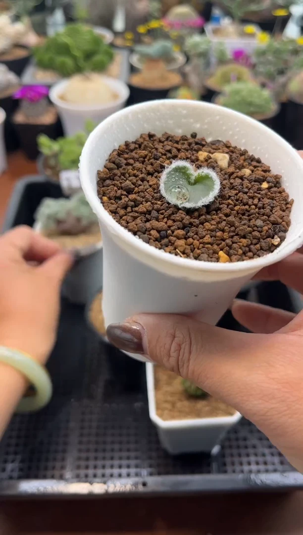 S****9s专拍毛爱心加羽叶洋魁（带盆）