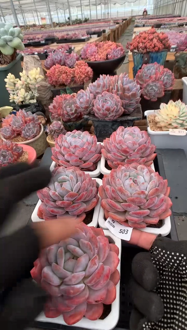503蒙克五棵一物一拍