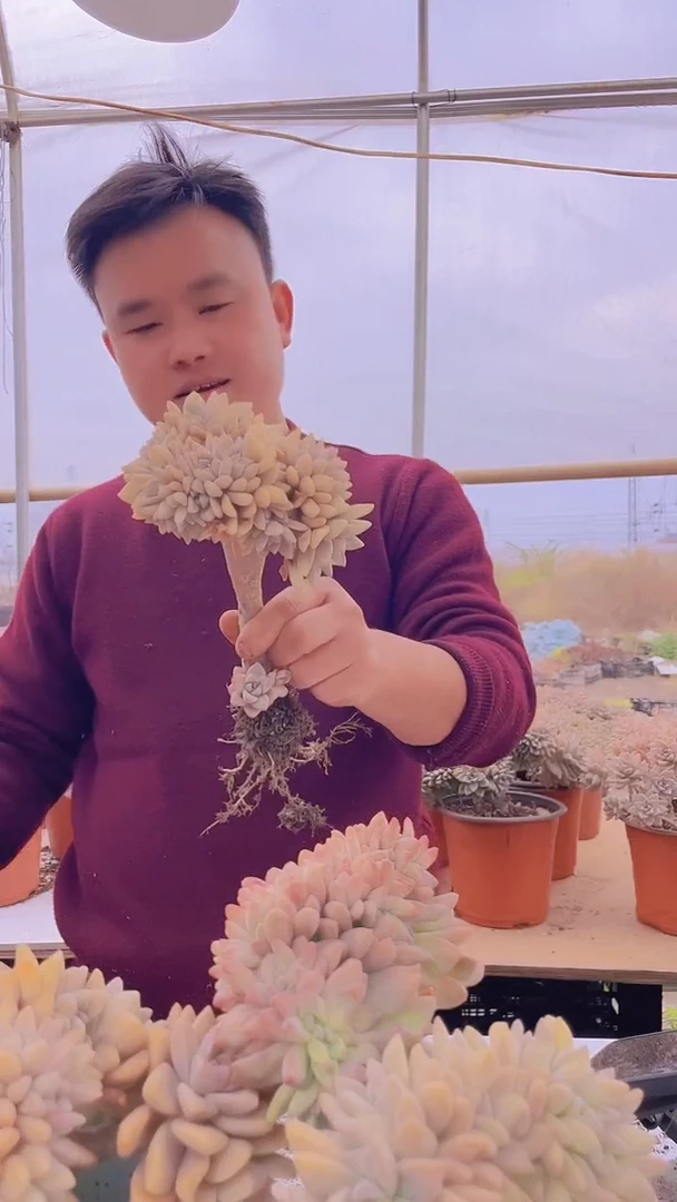 【闪购商品】缀化117