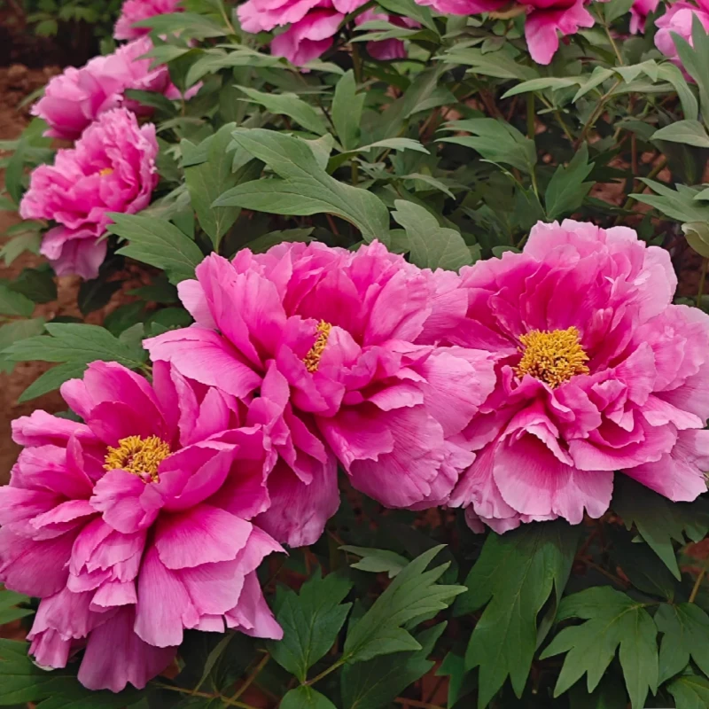 牡丹花卉鲜花【紫红殿】重瓣大丽花大花牡丹种植开花基地直发地瓜花