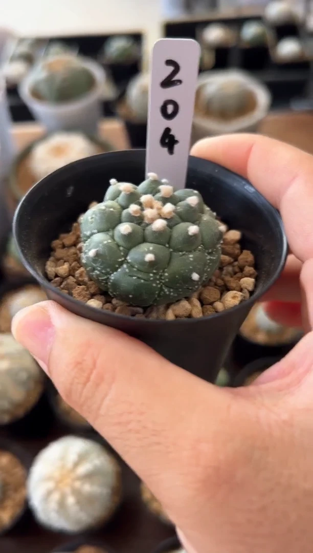 奇迹细雪龟甲实生根编码204