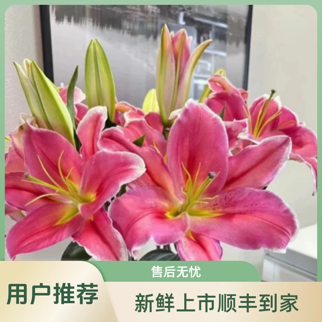 特价（鲜花次日达）3头红百合3支32块8