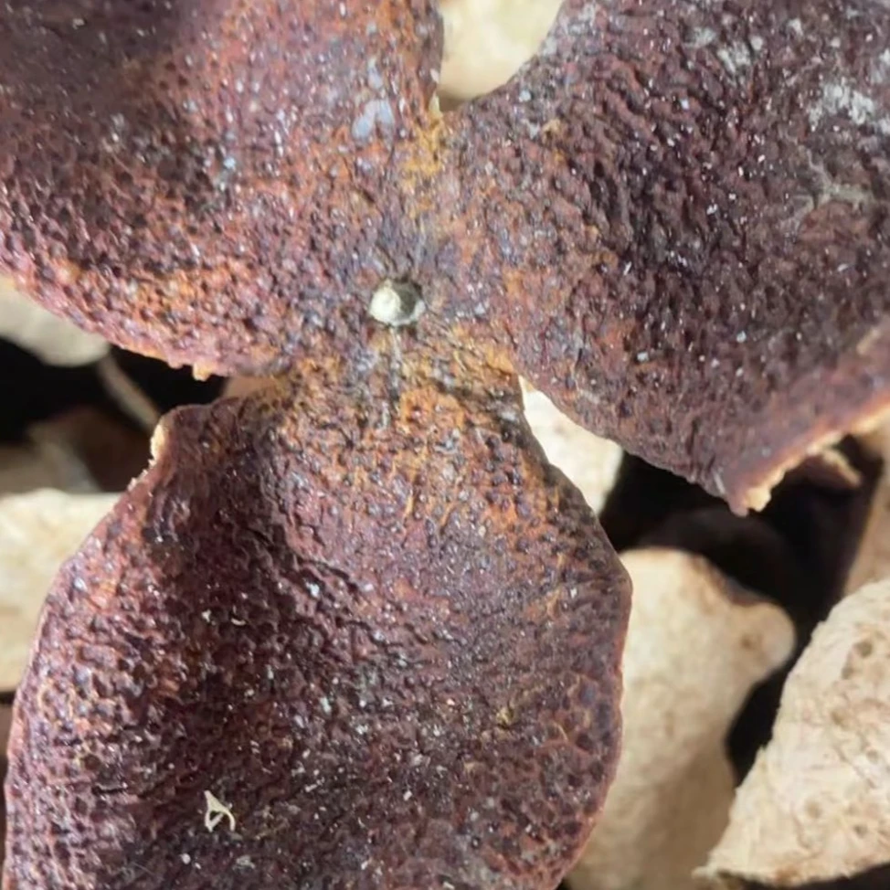 【2021冬后大红皮（小狗腩）清香甜润】 梅江产区  新会陈皮