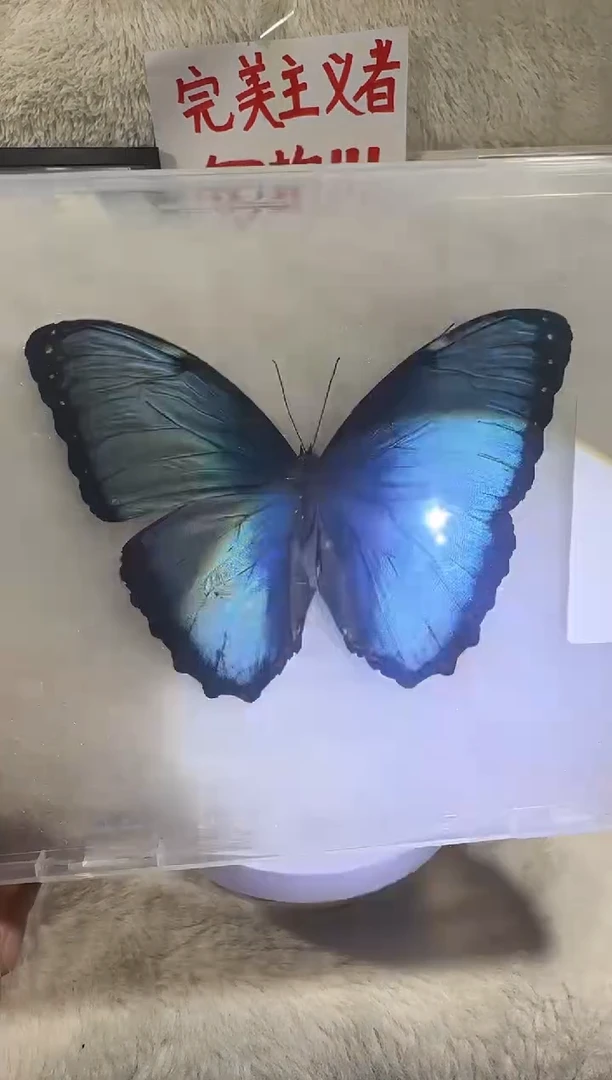 木蓓蕾压面   3号