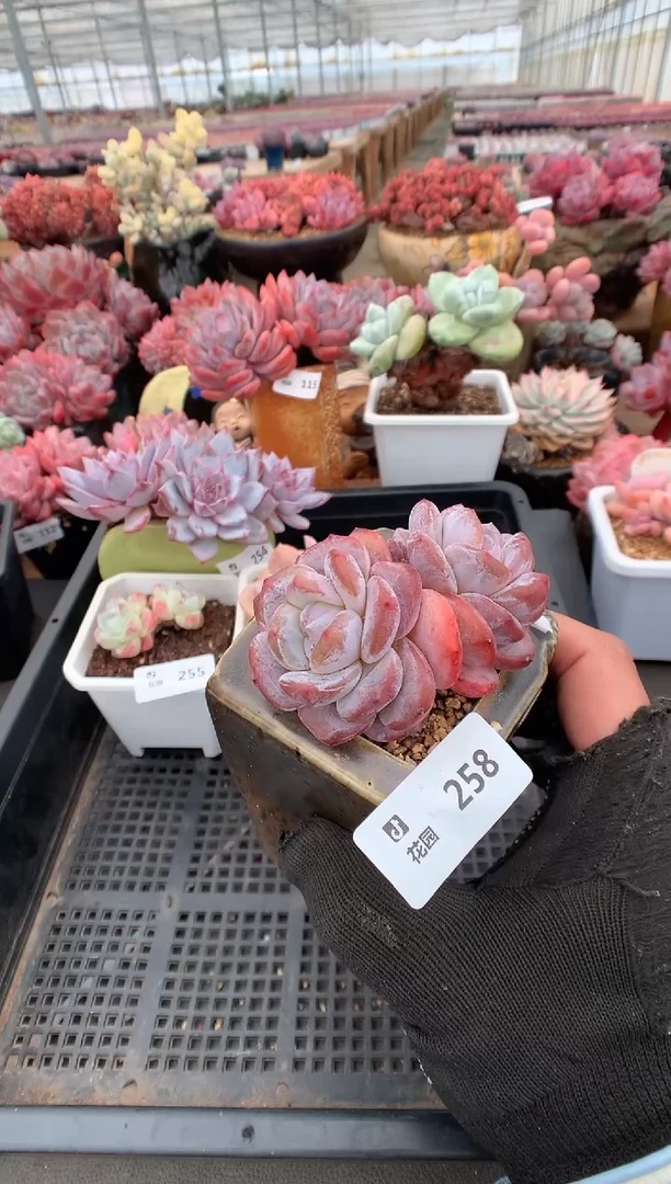 258星影一物一拍