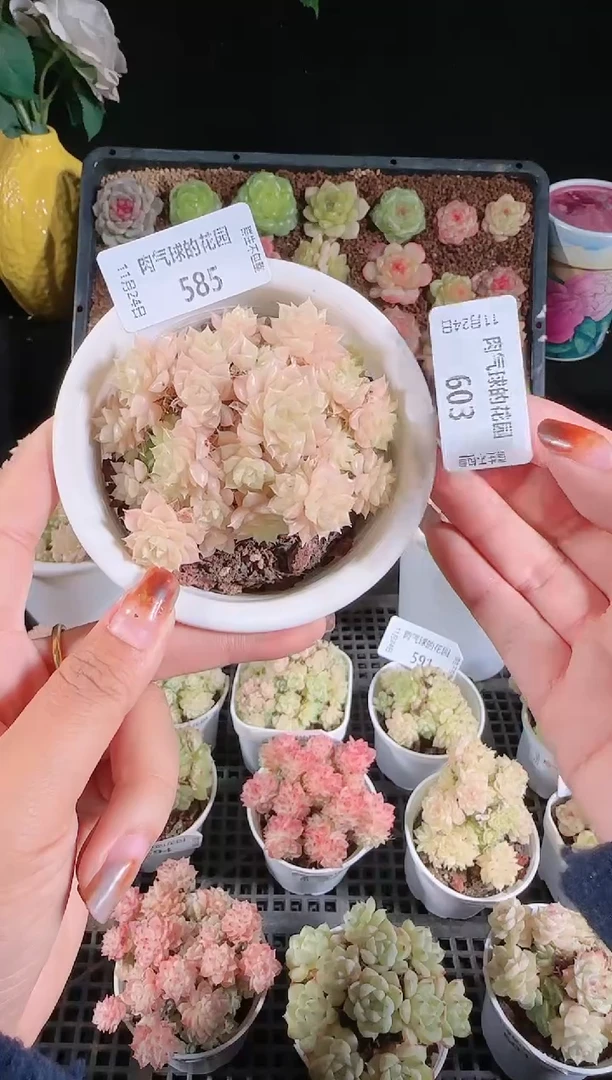 1124-603eko量拍群生不包整
