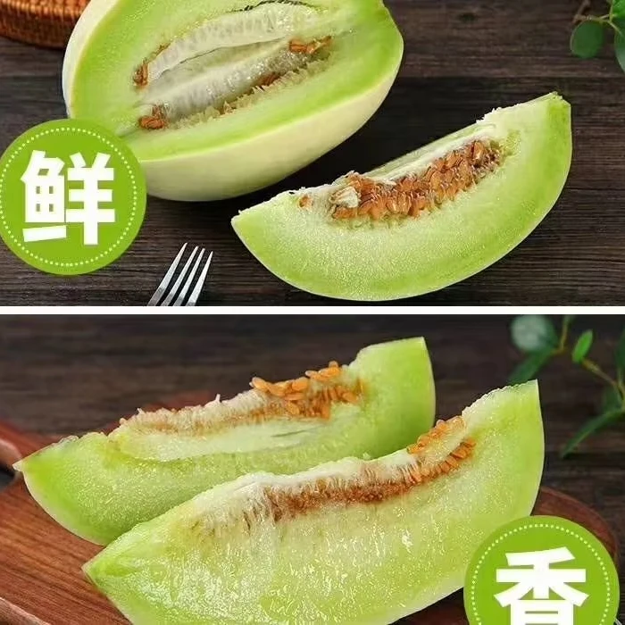 头茬玉菇甜瓜东台甜瓜江浙沪皖包邮2-6粒新鲜采摘发货