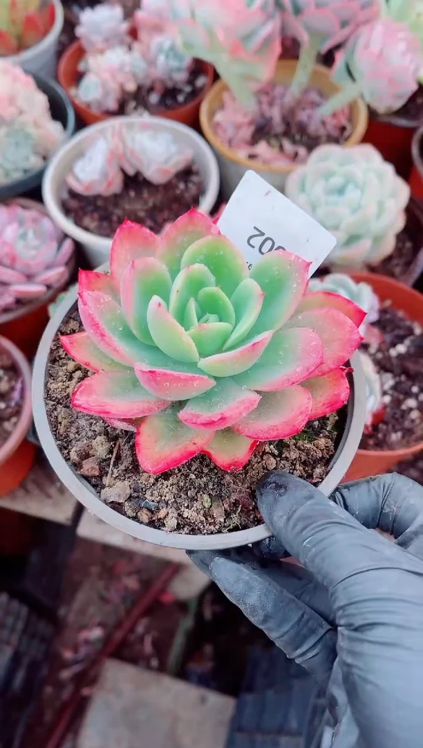 乌*邦跃跃精品多肉14002