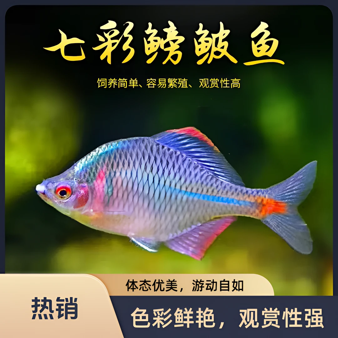 七彩高体鳑鲏鱼原生鱼冷水观赏鱼热带青鳉鱼鱼缸鱼粮亚甲基蓝孔雀