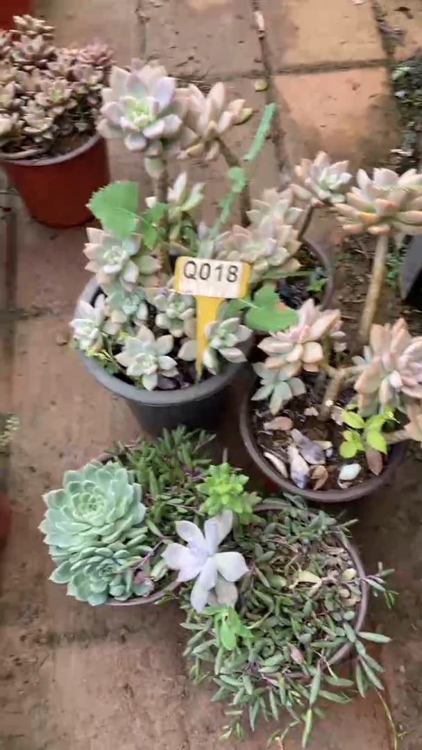 Q018多肉组合默认脱土发货