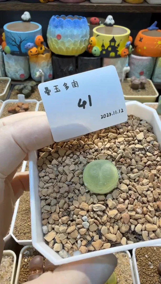 无花朵丁*25.11.12-41