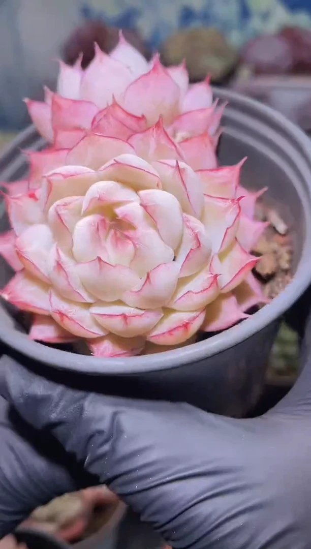 【闪购商品】275超女多肉