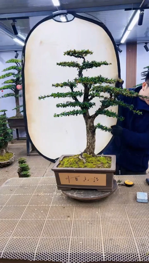 【闪购商品】一物一拍，所见即所得