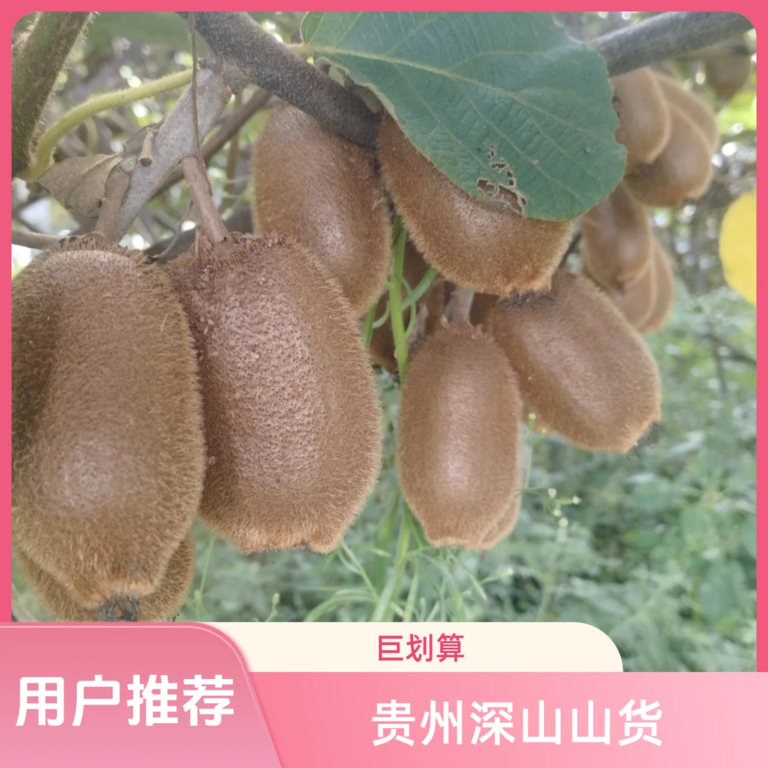 贵州桐梓深山猕猴桃 山货  鲜货现摘现发包邮