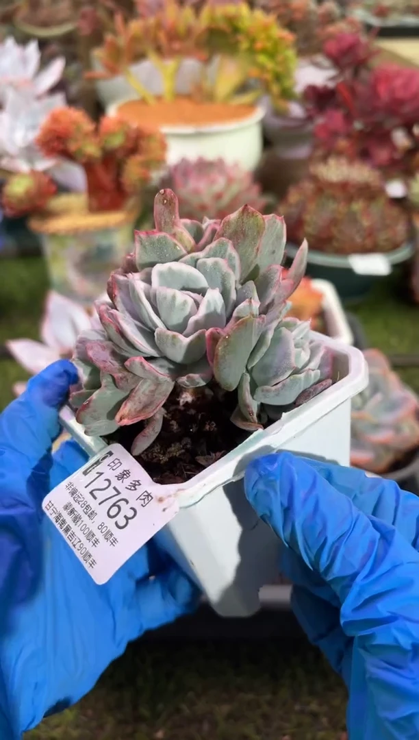 【闪购商品】12763