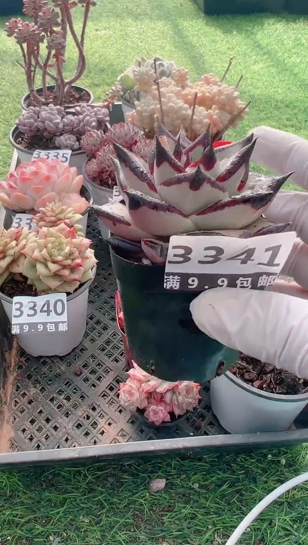 【闪购商品】信福多肉一物一拍