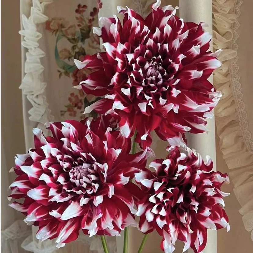 【华丽/元素】精品巨型大丽花种球盆栽地栽当年开花宠粉福利