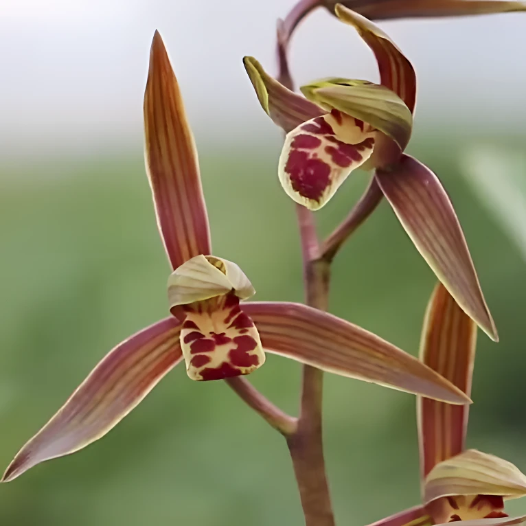 墨兰【企黑爪】春节期间开花  浓香型 叶带金边