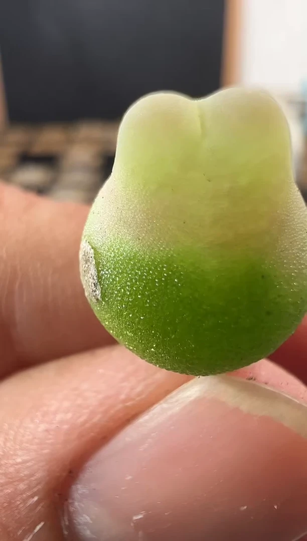 一物一拍      --34