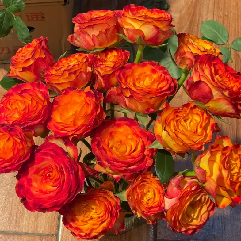 【草木与花】狂想曲多头玫瑰-家养鲜花-云南基地直发