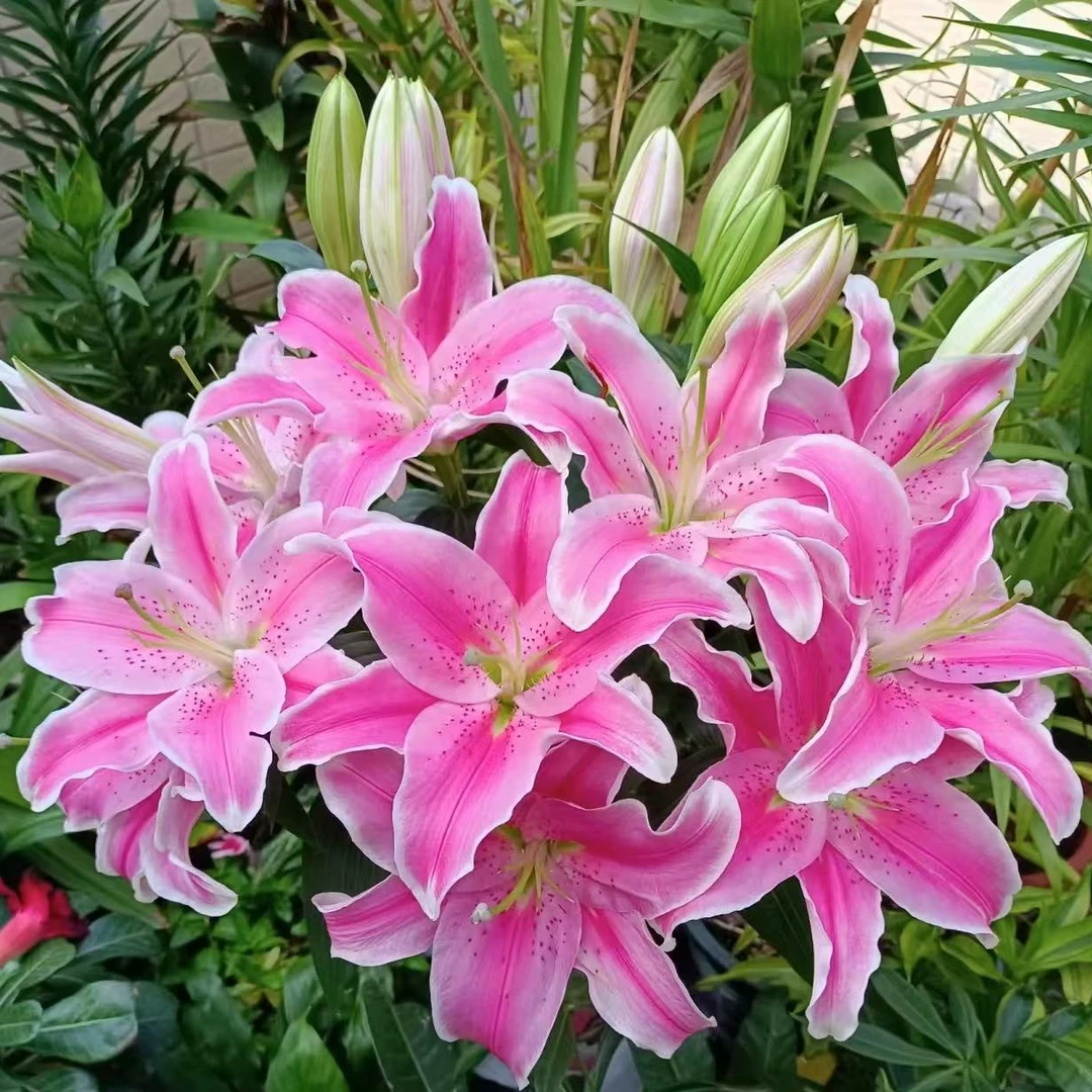 四季可种1颗14/16粉精灵】庭院阳台香水百合种球