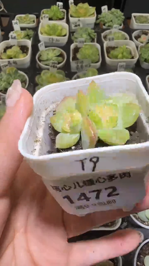 1472  T9多肉植物