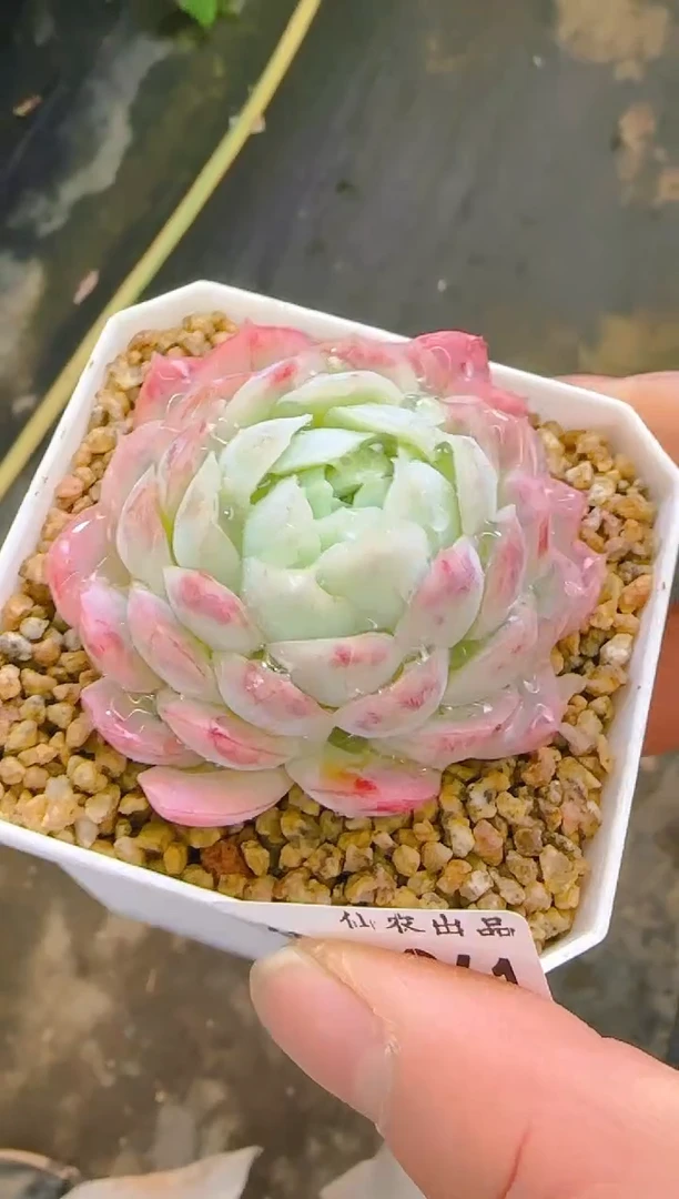 【闪购商品】凭—961—仙农（月影）