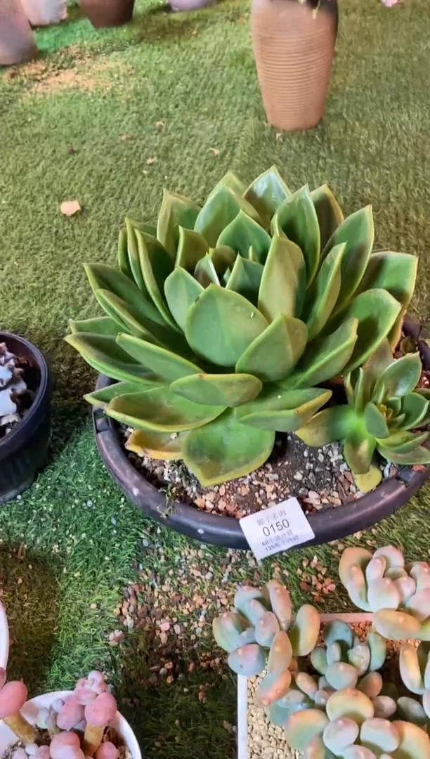 0150（满28包邮发货）