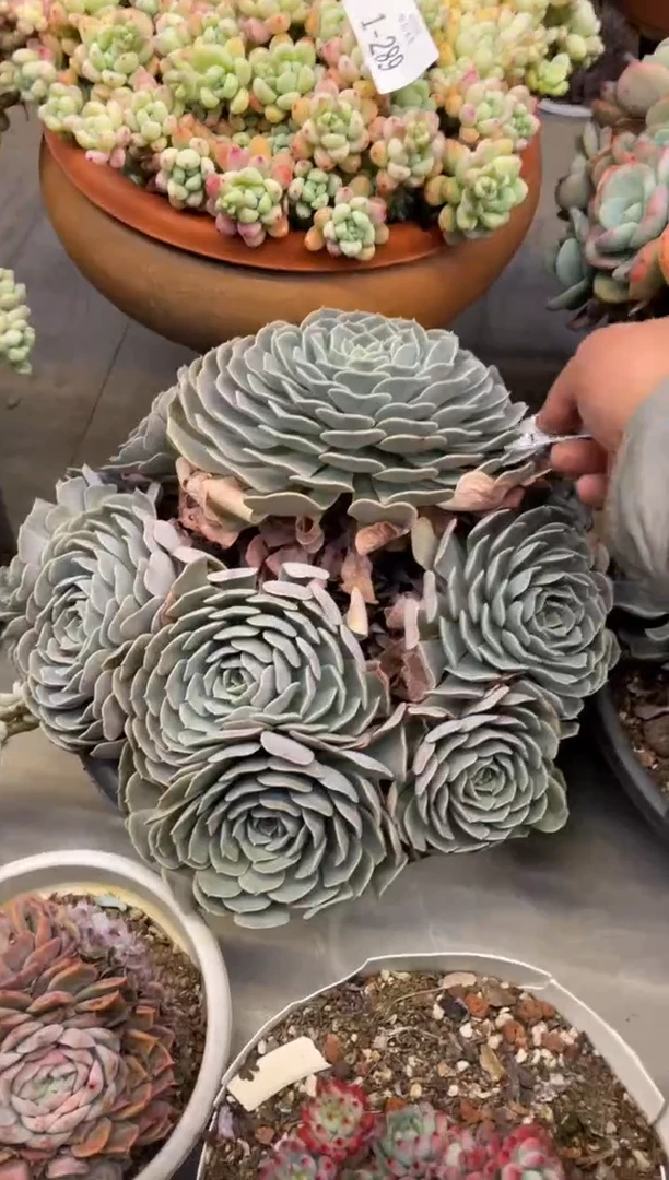 【闪购商品】1-292天赐