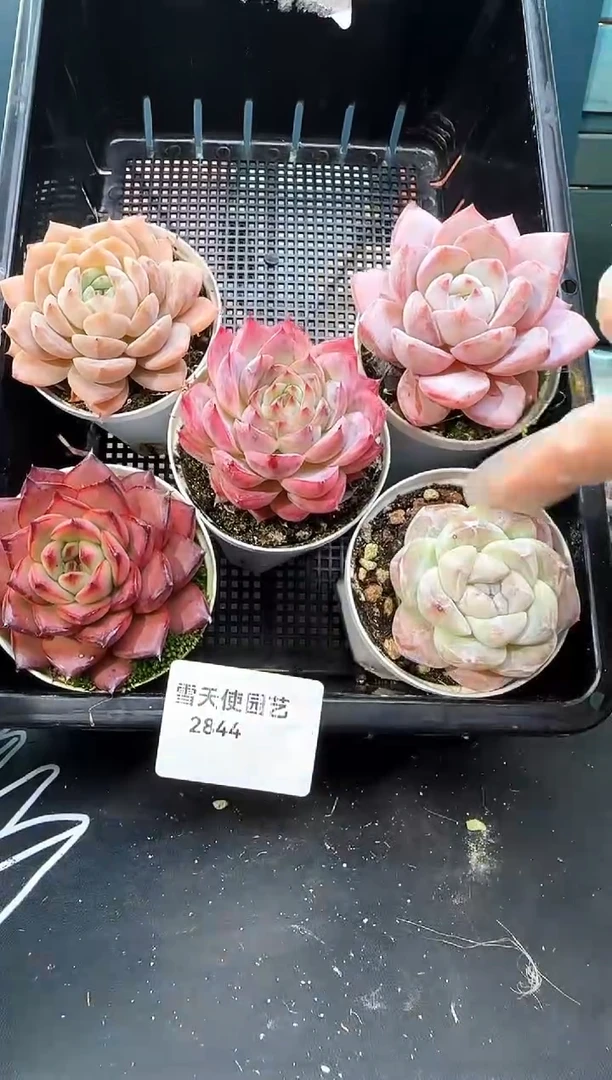 2844   多肉 5  颗