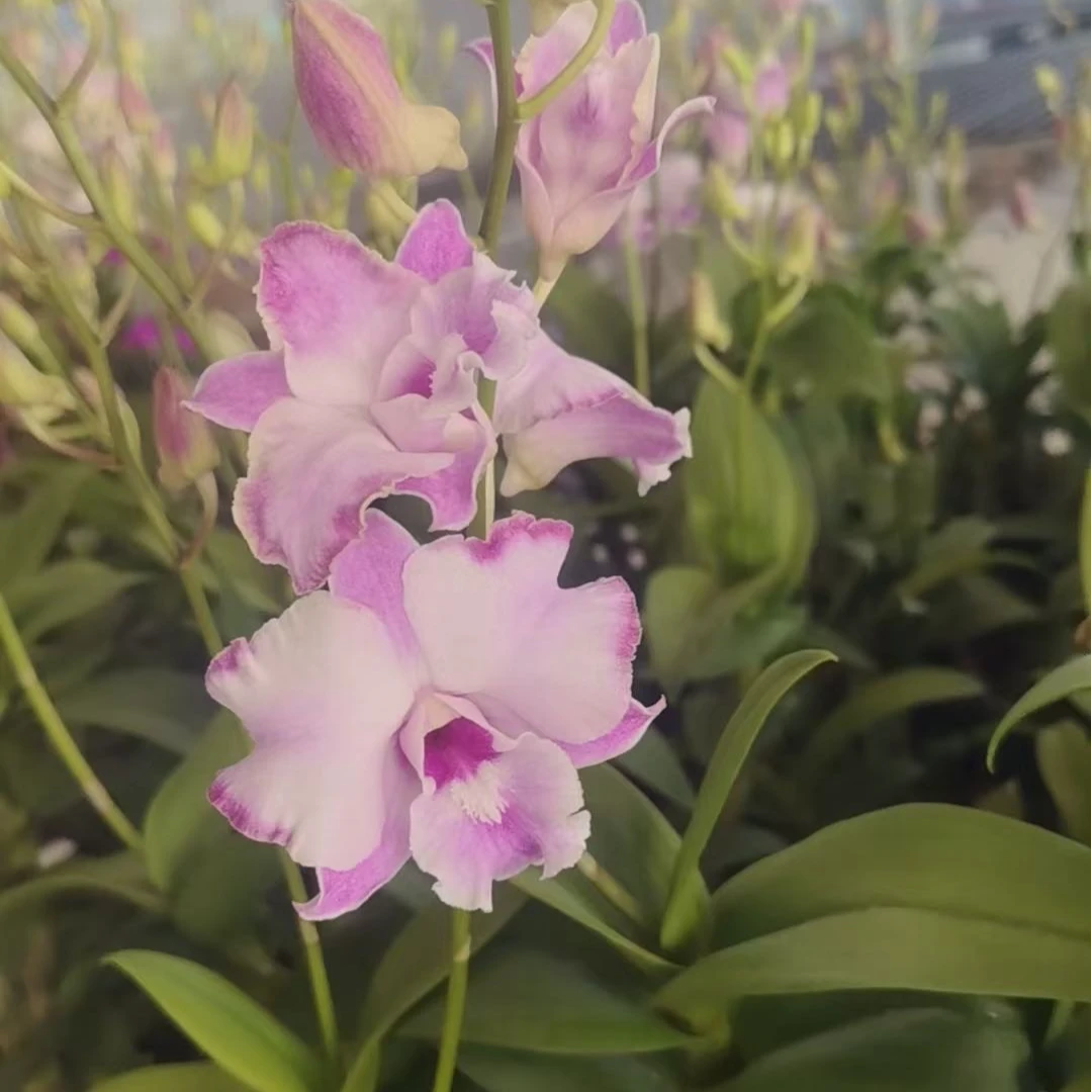 【卡娜】秋石斛石斛兰（开花机器）