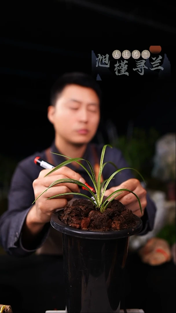 当前无花栽培后可以开花春兰蛇皮虎斑带盆（一物一拍）