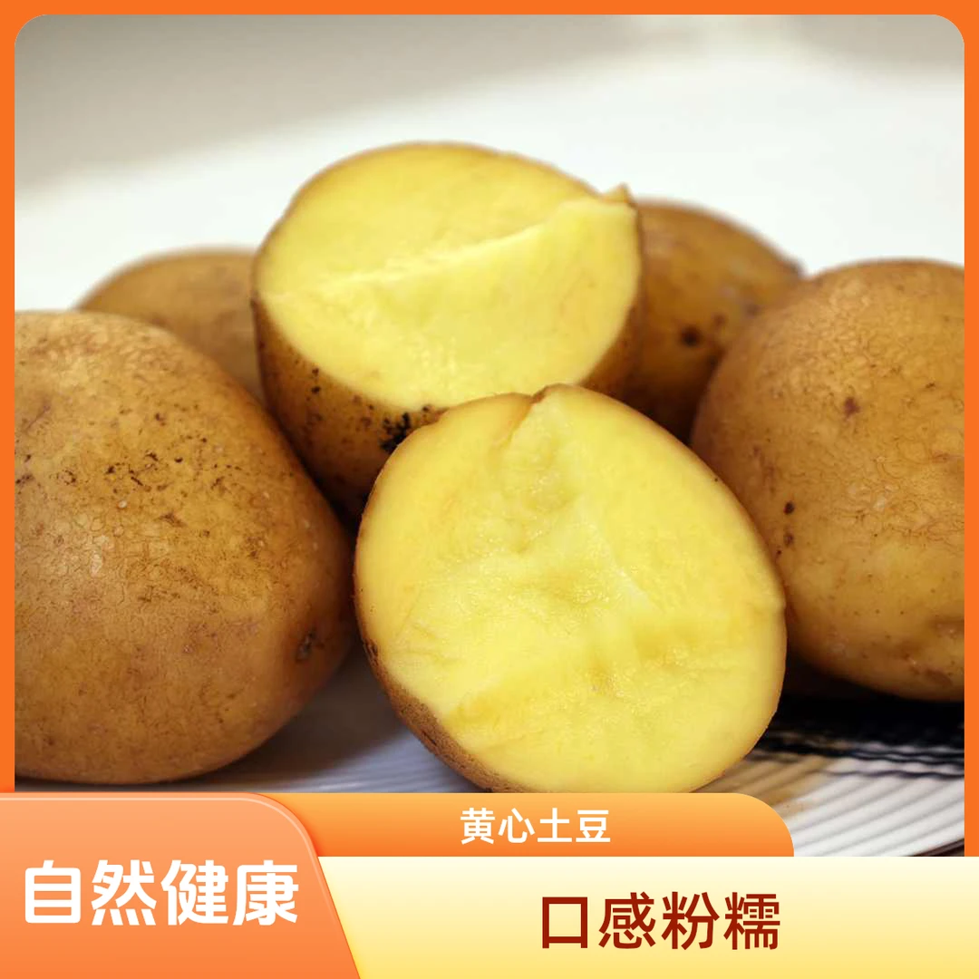 精品 粉糯口感 正宗贵州黄心土豆麻皮洋芋马铃薯老品种 烤蒸炖炸