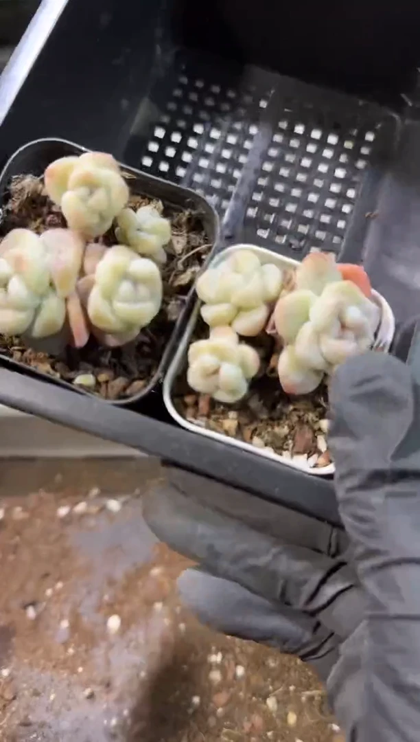 【闪购商品】76号到手1框--江北一物一拍