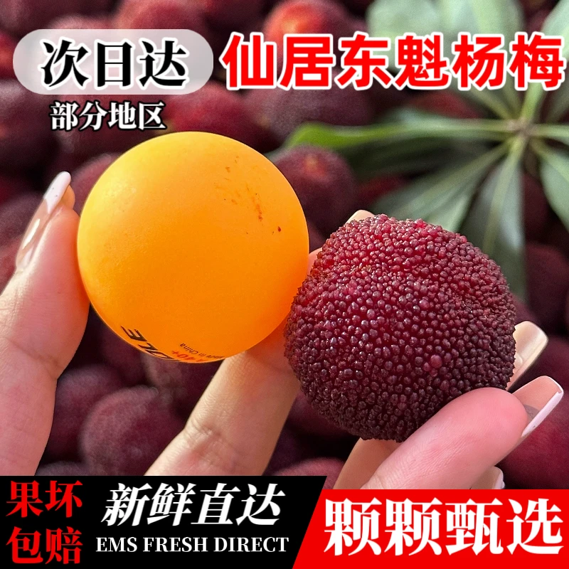 【仙居东魁特大果】浙江杨梅新鲜现摘孕妇水果送礼当季大果顺丰杨梅同城送浙江省