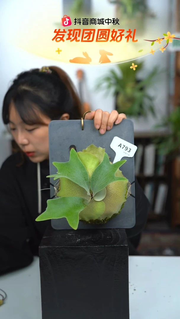 不开花植物A793-BTS鹿角蕨孢子苗