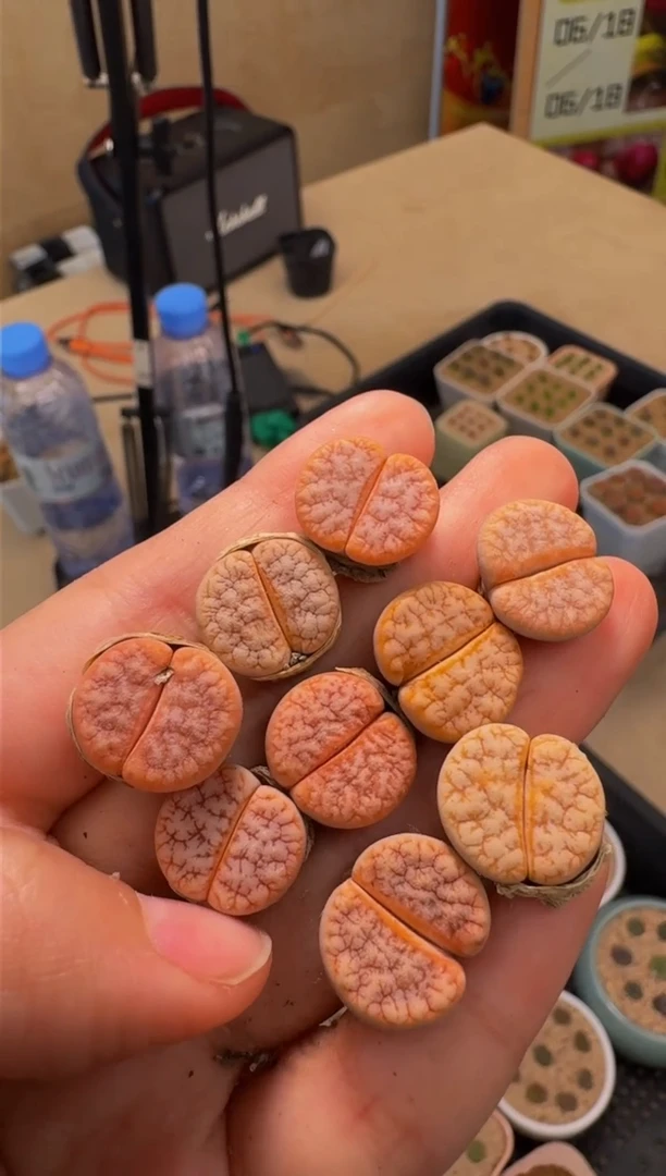 疯狂多肉石头315山脉拿铁一颗