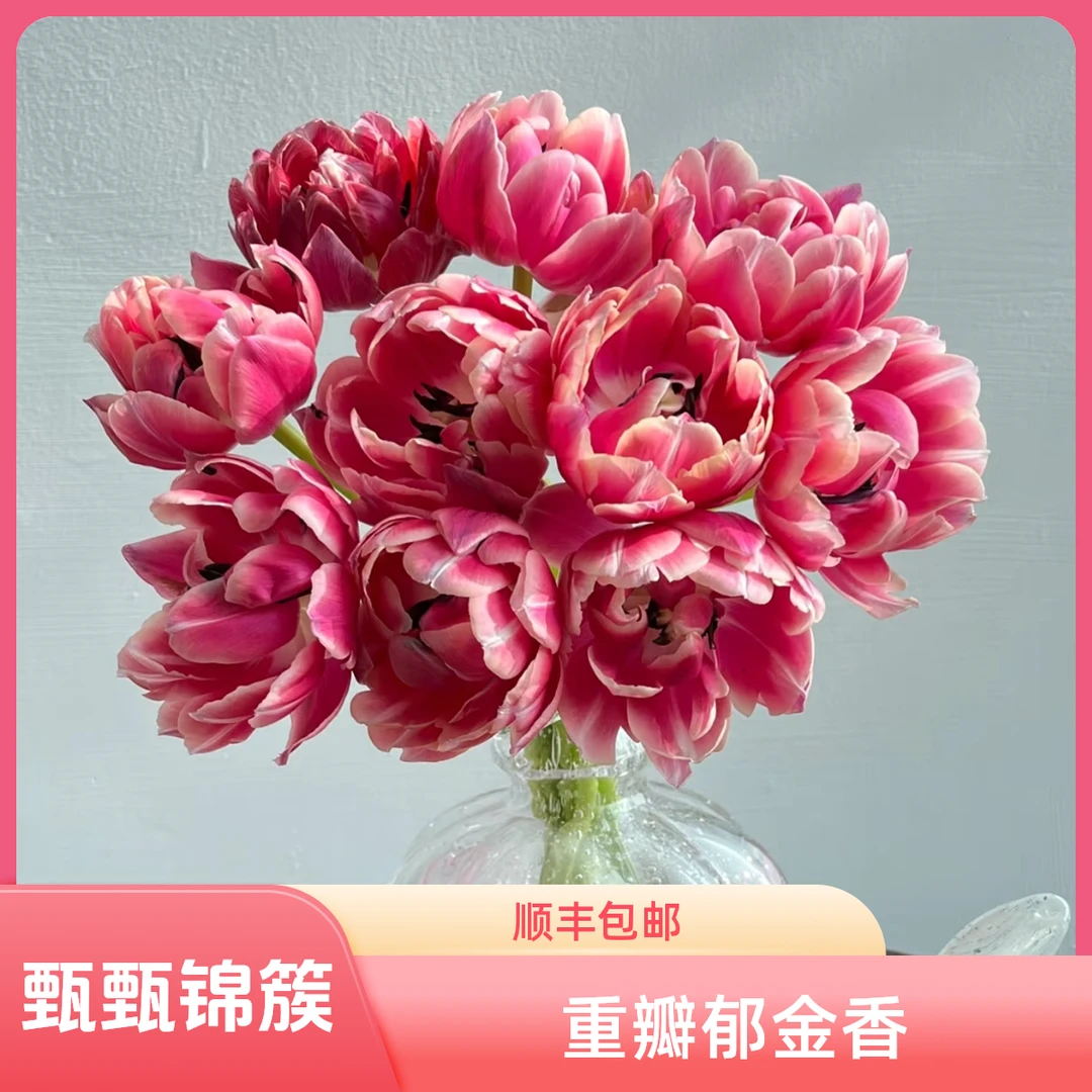 【草莓松饼】重瓣郁金香现摘现发顺丰包邮