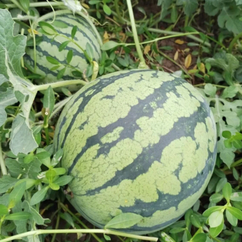 【拍2送1】冰糖麒麟西瓜南瓜种子家庭农家种植无籽腌西瓜水果新鲜