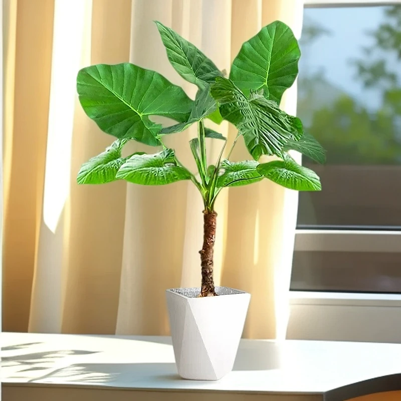 室内吸甲醛大型绿植霸王芋水培绿植滴水观音花卉室内植物盆栽