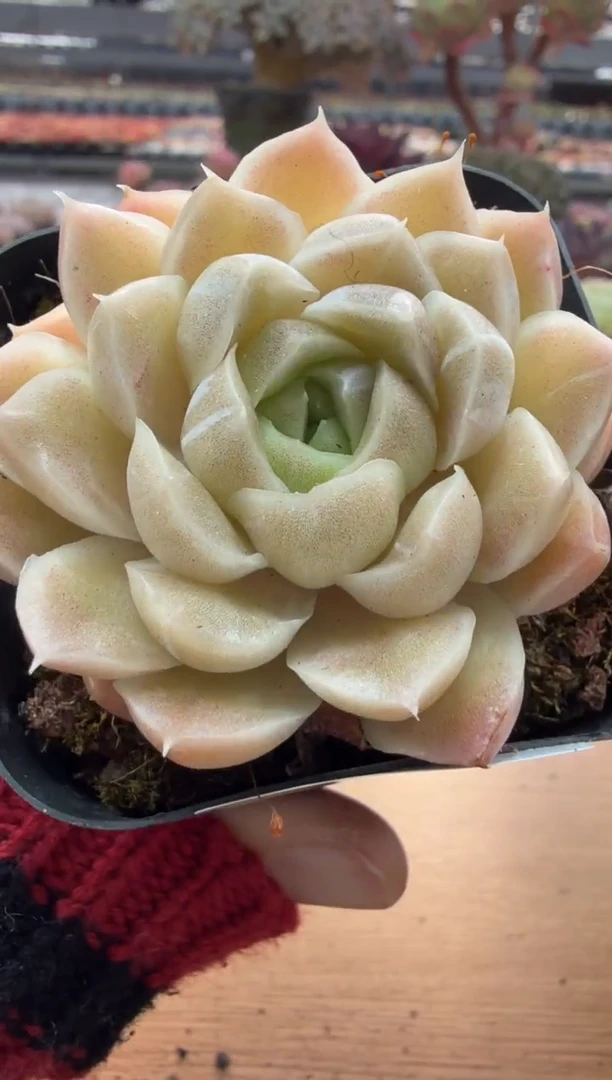 东云多肉园二店-90