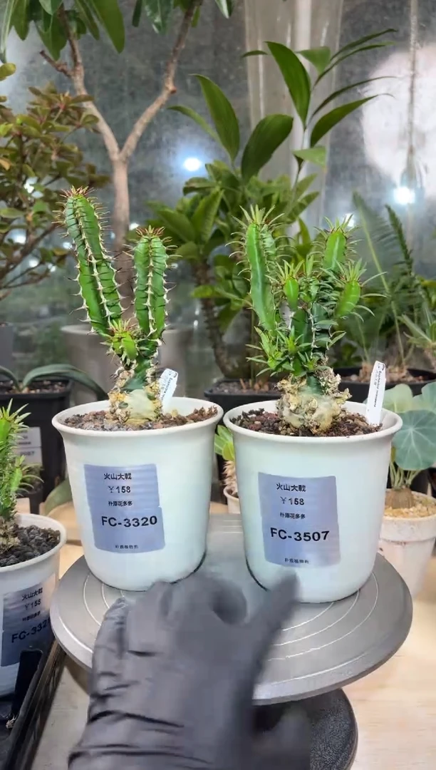 乐**灵火山大戟FC-3320+3507