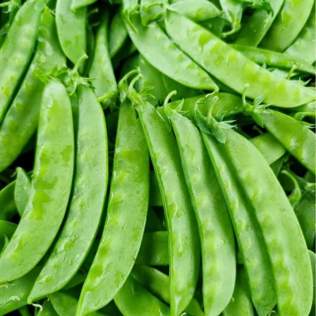 云南露天种植荷兰豆荚 豆甜脆爽 新鲜采摘新鲜现发包邮发货