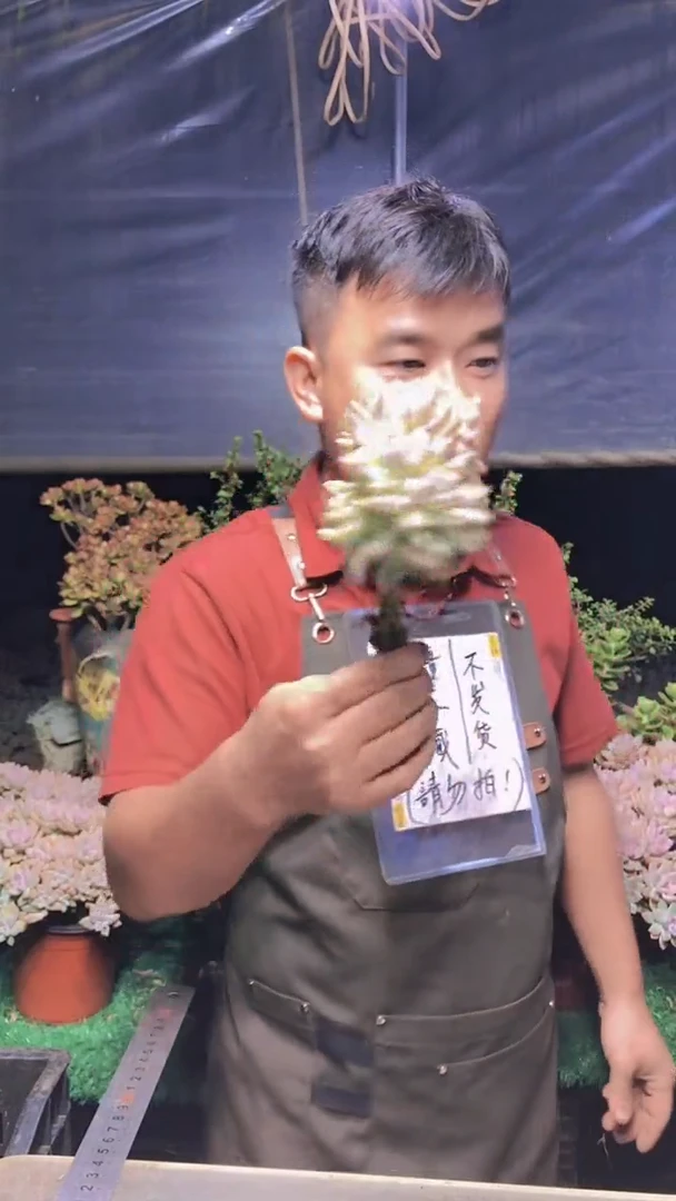 177淡雪缀化一物一拍