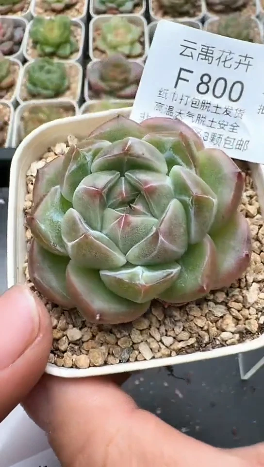 800F云禹多肉植物 默认脱土纸巾打包 3颗包邮